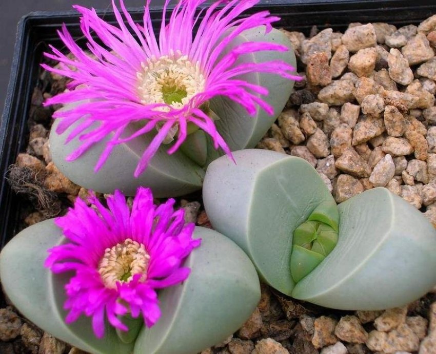 Яичковидная Яичковидная