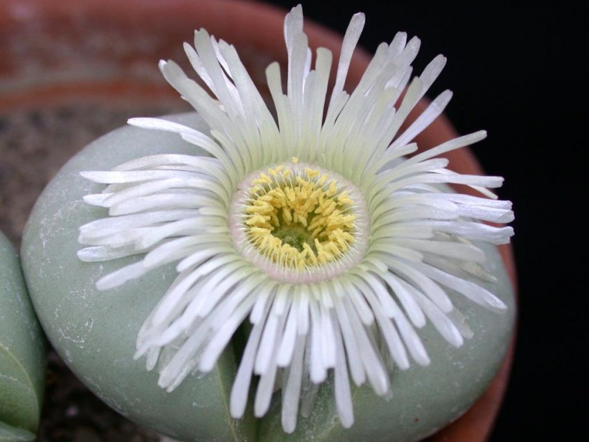 Овальна Овальна