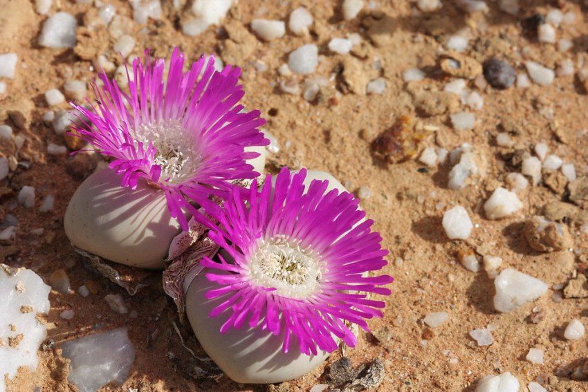 Білувата Білувата