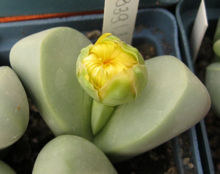 Патенс Патенс