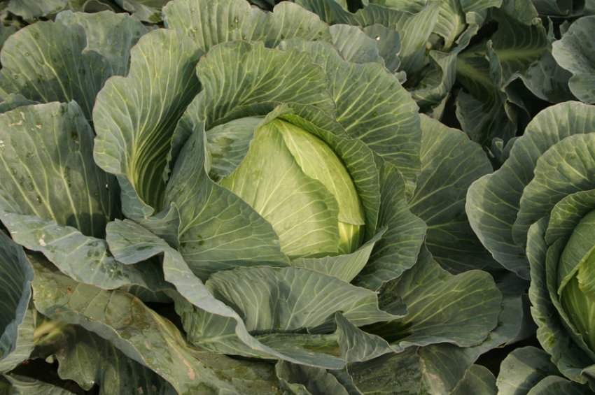 Капуста сорту Зимівля Капуста сорту Зимівля