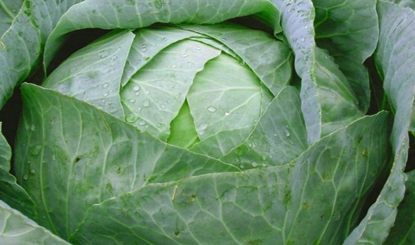 Капуста московская поздняя амагер. Капуста цветная винсон f1. Капуста миррор. Капуста белокочанная московская поздняя. Капуста белокочанная ранняя июньская.