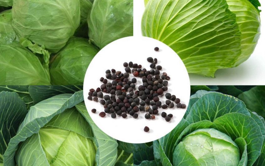 Насіння капусти Насіння капусти