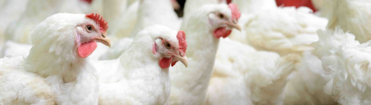 Особливості утримання бройлерів у клітках в домашніх умовах