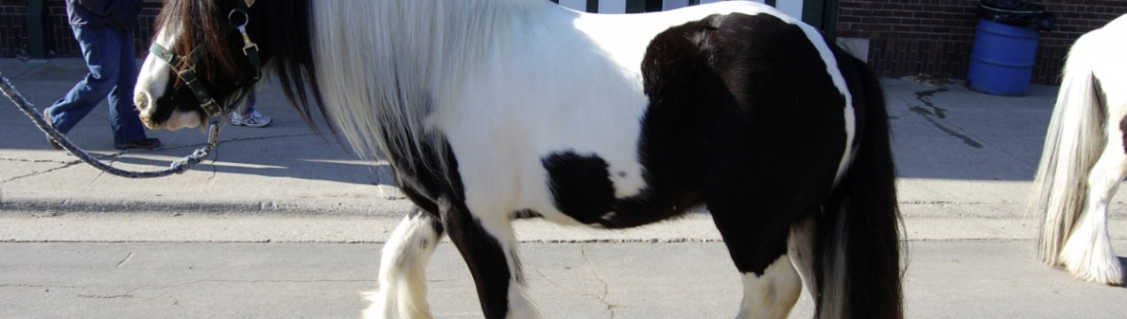 Кінь породи Шайр: опис, особливості утримання та догляду