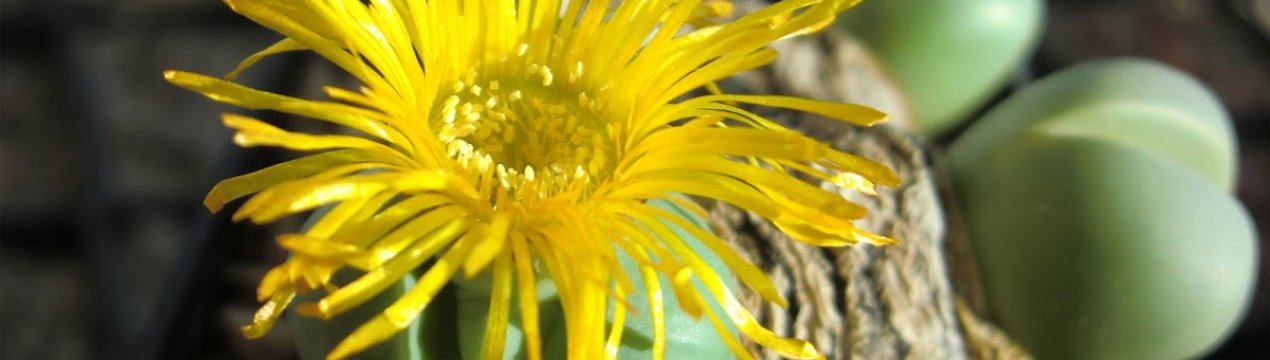 Аргиродерма: особливості догляду в домашніх умовах