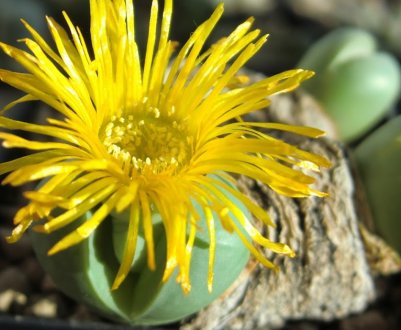 Аргиродерма: особливості догляду в домашніх умовах