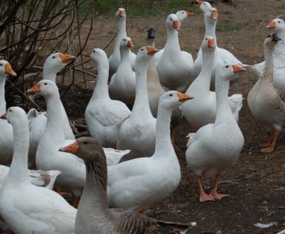 Ліндовская порода гусей