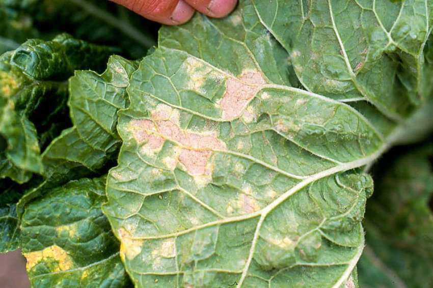 Несправжня борошниста роса Несправжня борошниста роса