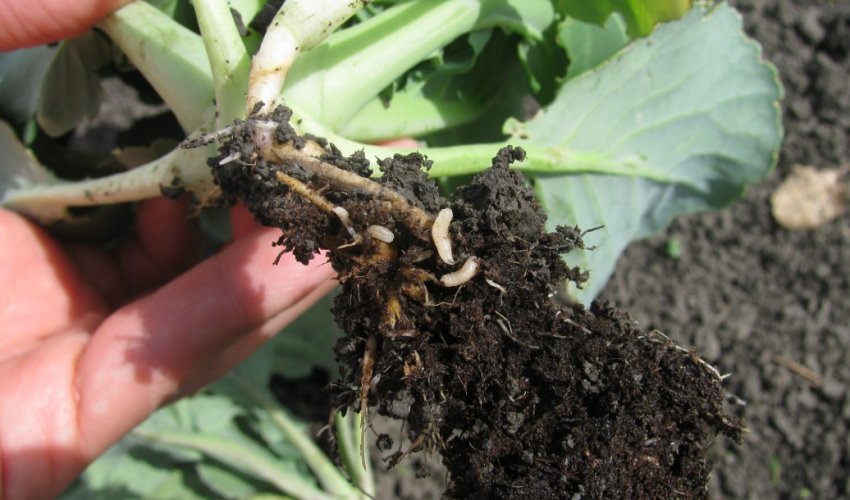 Капустяна муха (личинки) Капустяна муха (личинки)