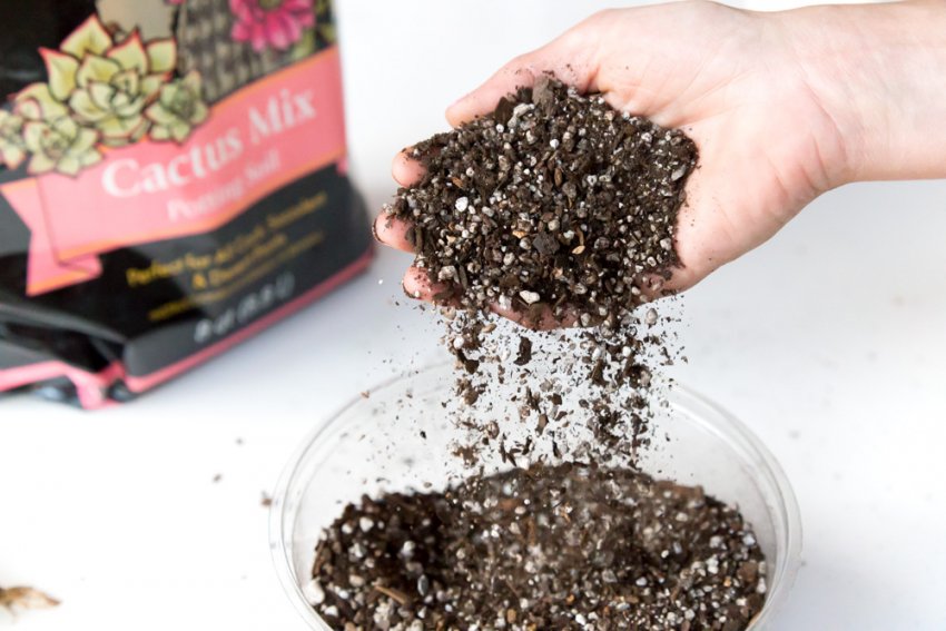 Яким повинен бути субстрат для рослини Яким повинен бути субстрат для рослини