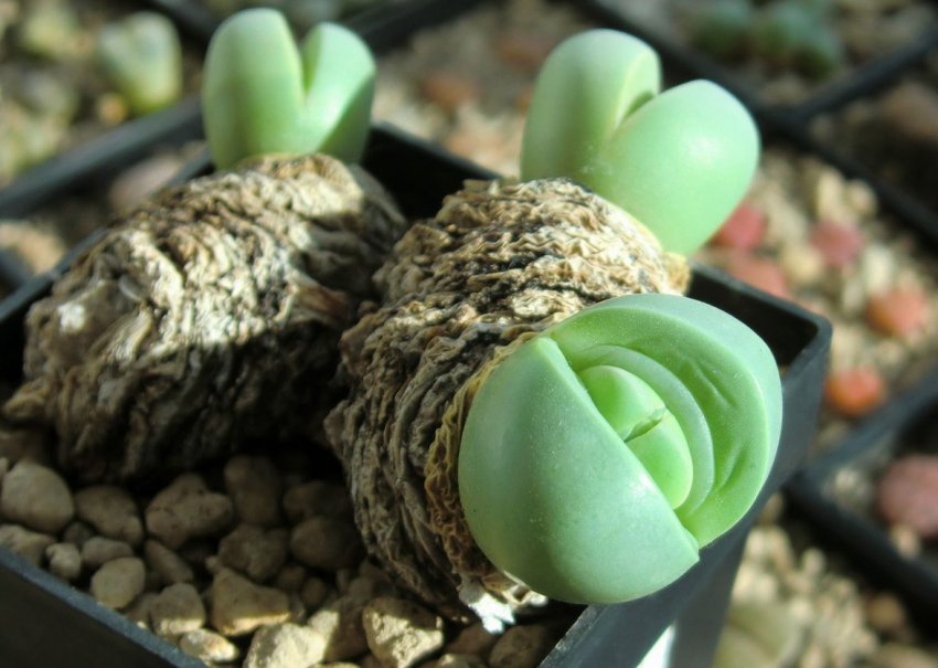 Аргиродерма Аргиродерма