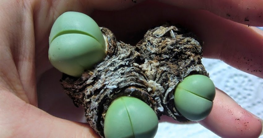 Розмноження аргиродермы Розмноження аргиродермы