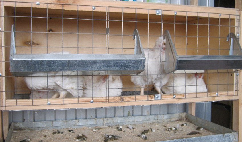 Бройлери в клітинах