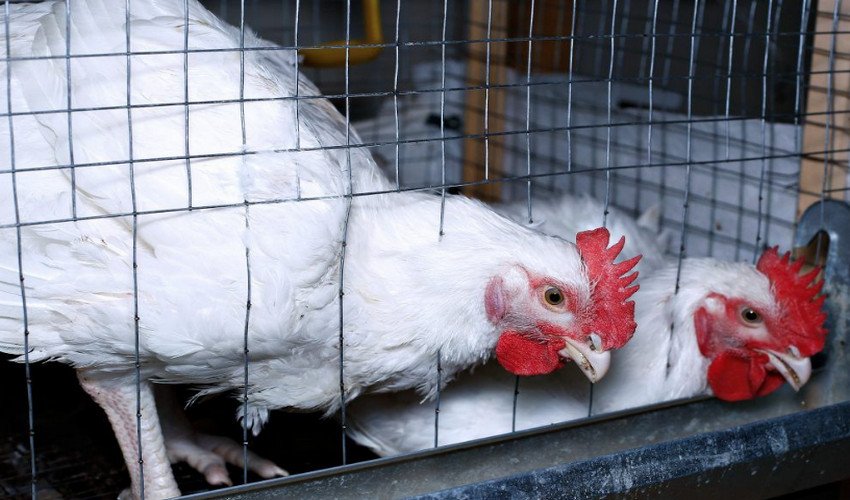 Бройлери в клітинах