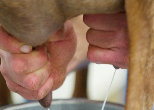 Як правильно роздоїти козу після окоту