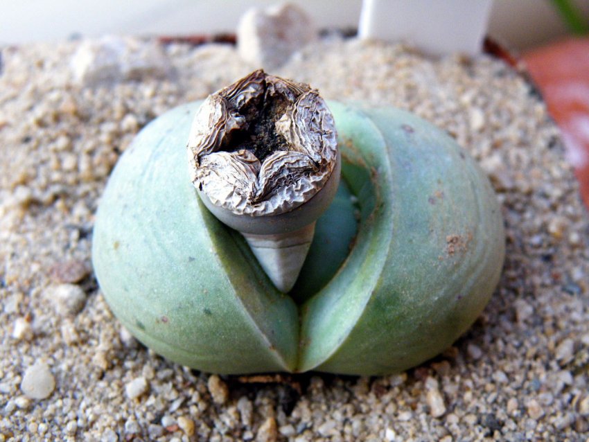 Труднощі при вирощуванні Труднощі при вирощуванні