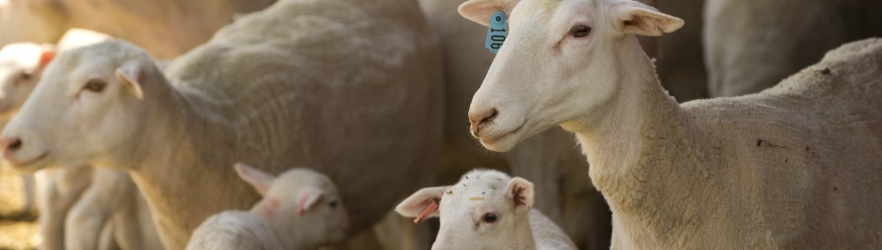 Шерсть двохсот башкирських овець обробляє фабрика з одним-єдиним співробітником