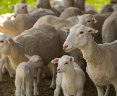 Шерсть двохсот башкирських овець обробляє фабрика з одним-єдиним співробітником