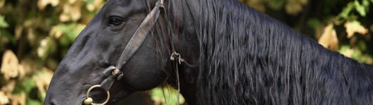 Карачаївська порода коней: опис, плюси та мінуси утримання