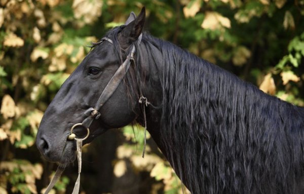 Арабская чистокровная лошадь - фото, описание породы, уход за лошадью