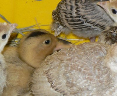 Особливості застосування Фуразолидона» для індичат і дорослих індиків 