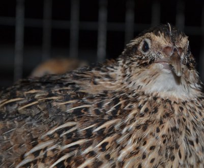 Опис і характеристика продуктивності перепелів породи фараон