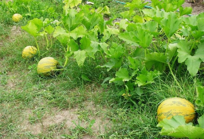 Гарбуз Грибовська