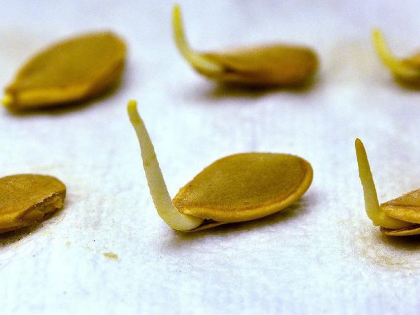 Пророщування насіння перед посадкою