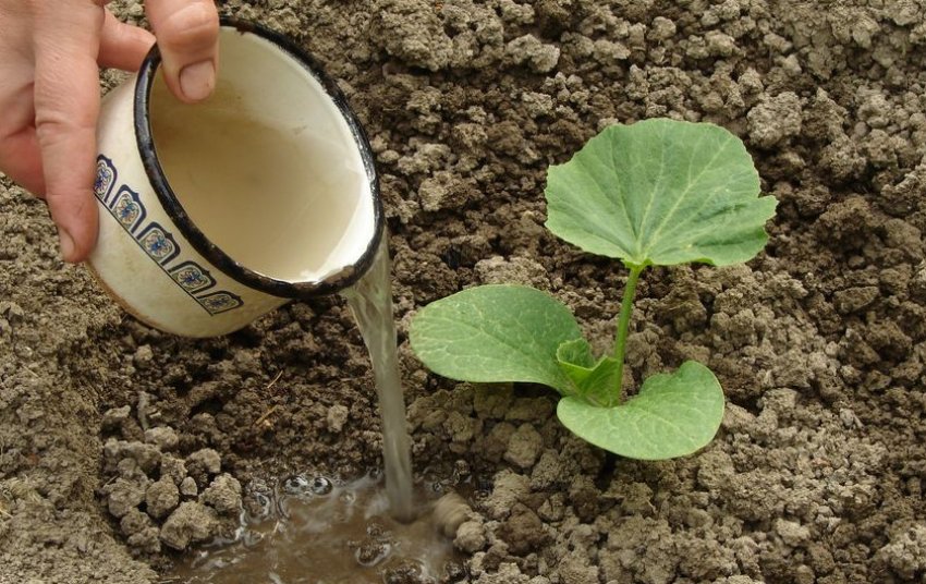 Внесення добрив