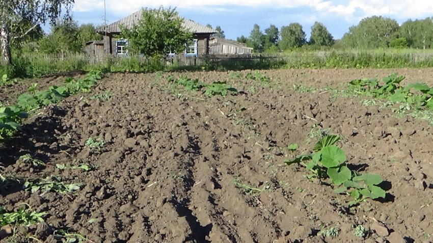 Прополка і розпушування