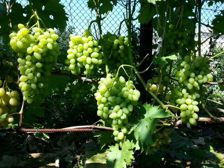 Виноград Баклановский