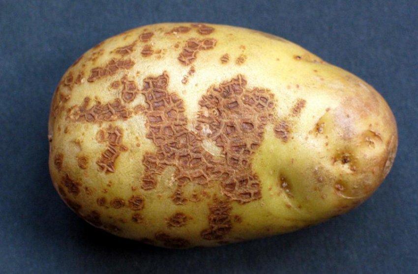 Парша картофеля