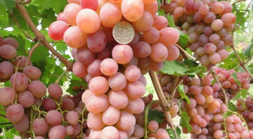 Мускат Придонский