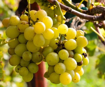 Сорти винограду Красохиной: опис, агротехніка вирощування