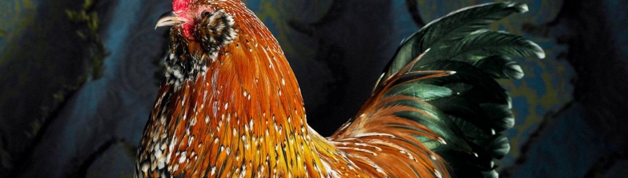 Особливості утримання курей породи Мильфлер