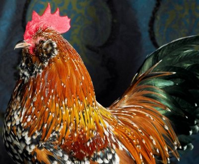 Особливості утримання курей породи Мильфлер