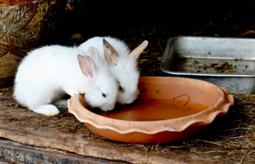 Кролики п`ють воду Кролики п`ють воду