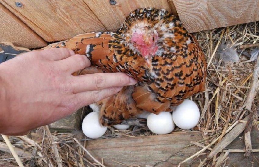 Інстинкт насиджування Інстинкт насиджування