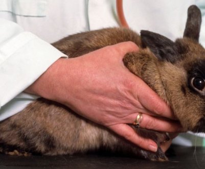 Інструкція із застосування препарату "Дитрим" для кроликів