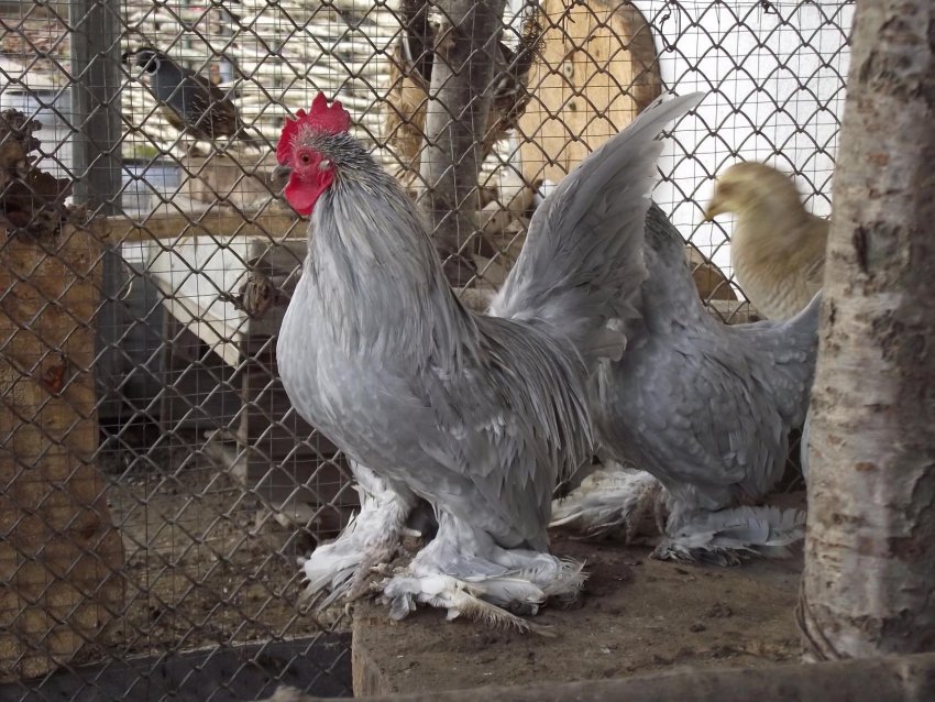 Умови утримання Умови утримання