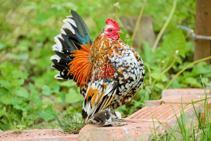 Кури породи Мильфлер Кури породи Мильфлер