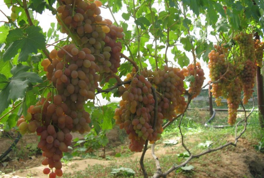 Выращивание винограда Хамелеон