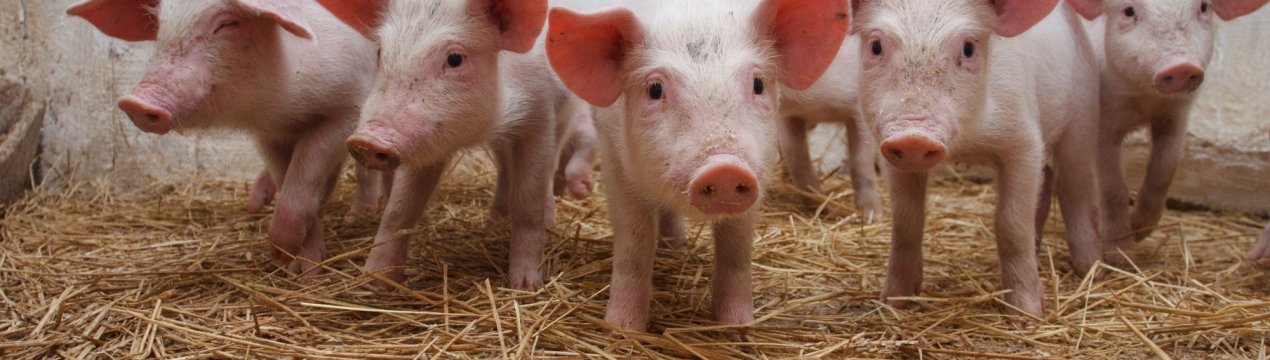 Африканська чума дісталася до дніпровських свиней