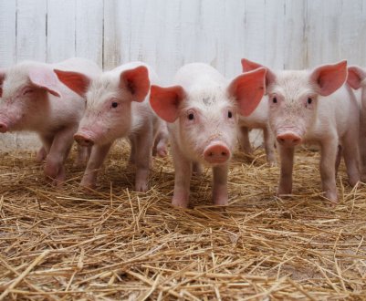 Африканська чума дісталася до дніпровських свиней