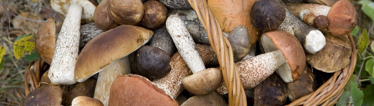 Британський умілець майструє абажури з грибів