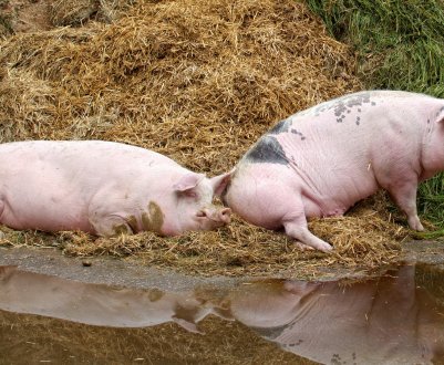 Ознаки статевої охоти та особливості процесу злучки свиней