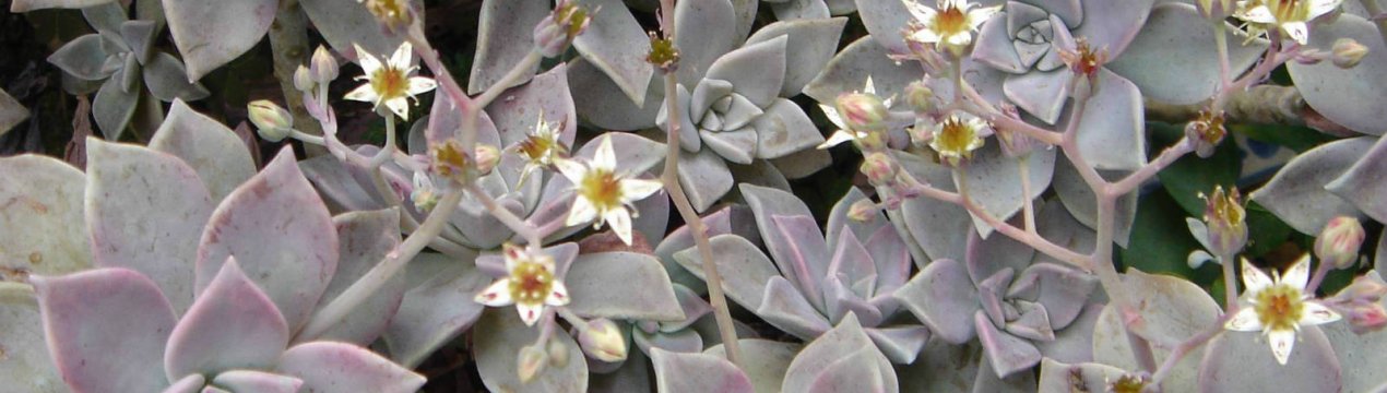 Особливості догляду за рослиною Граптопеталум в домашніх умовах