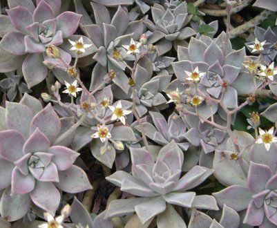 Особливості догляду за рослиною Граптопеталум в домашніх умовах