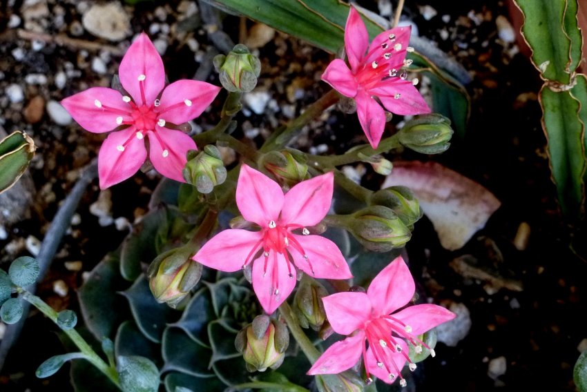 Граптопеталум беллум